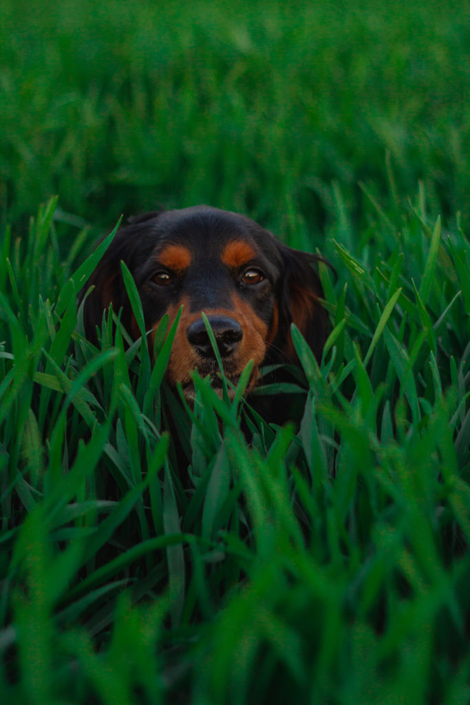 pes trava